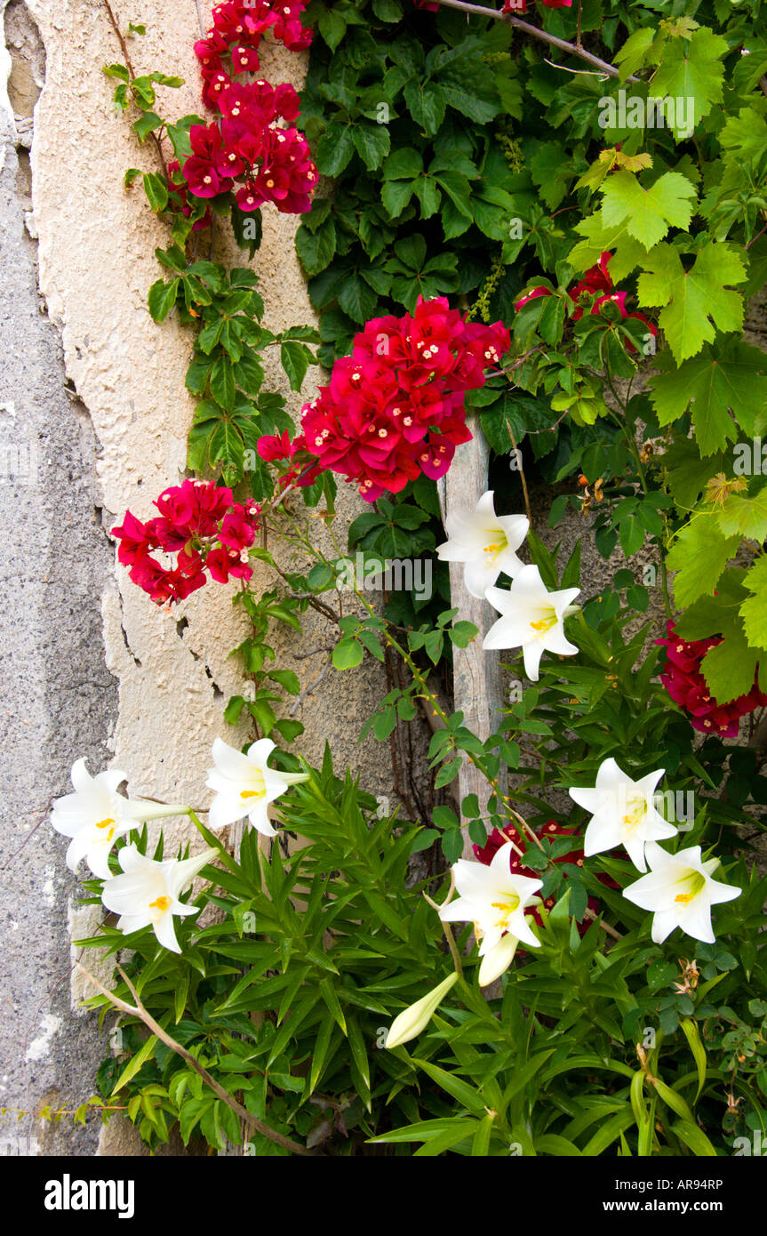 Weiße Lilien und rote Bougainvillea Finikouda Messenien Peloponnes Griechenland Stockfoto
