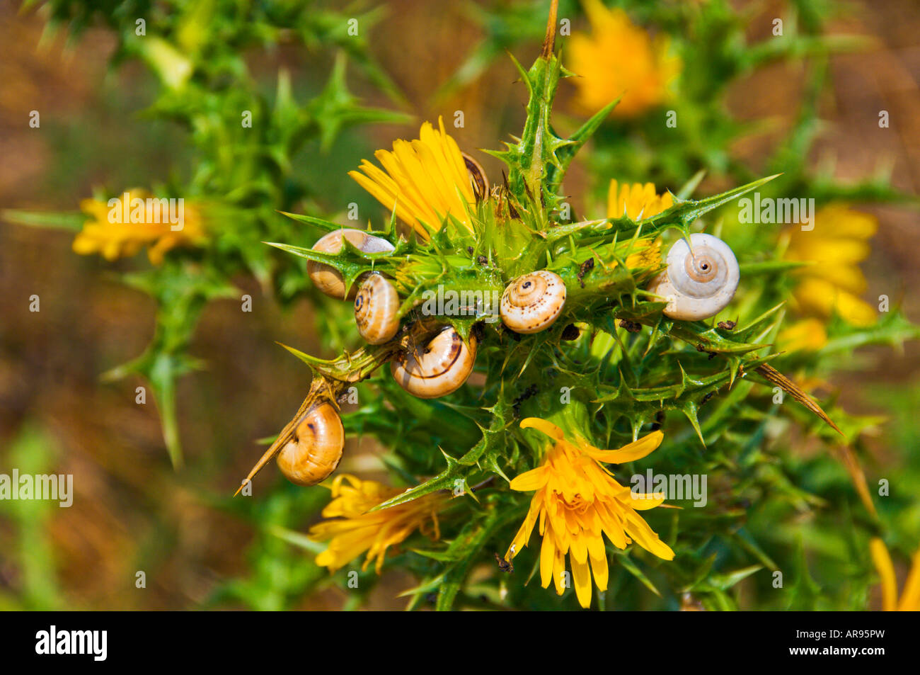 Pflanze Schnecken ernähren sich von den Blättern von einem blühenden Strauch in Methoni Messenien Peloponnes Griechenland Stockfoto