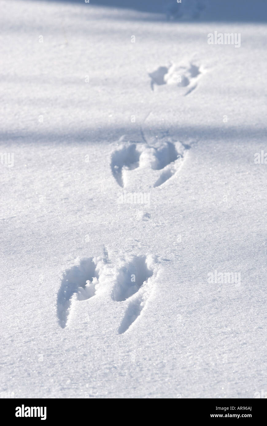 Rehspuren im schnee -Fotos und -Bildmaterial in hoher Auflösung – Alamy