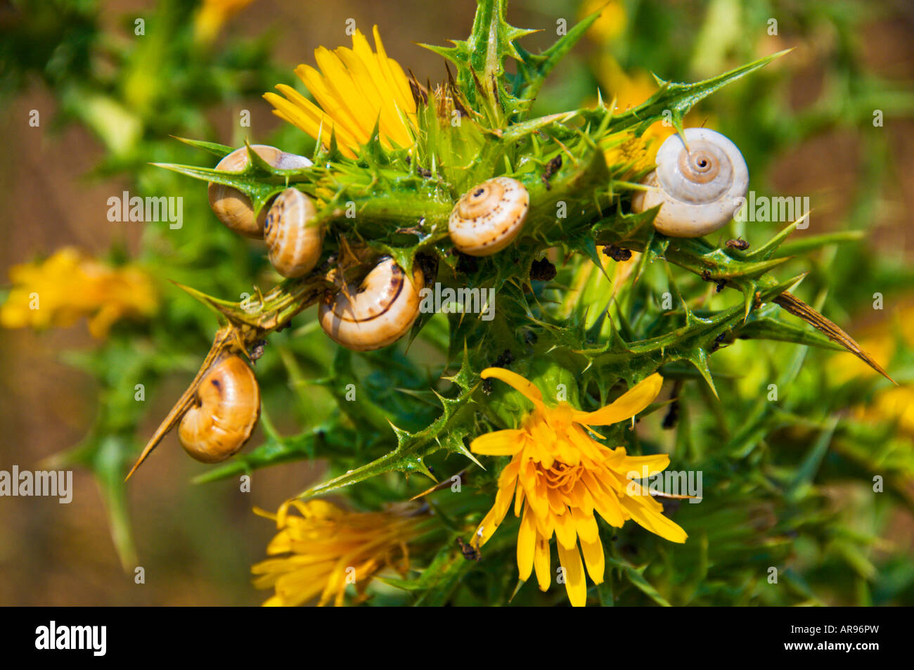 Pflanze Schnecken ernähren sich von den Blättern von einem blühenden Strauch in Methoni Messinia Pelopenesse Griechenland Stockfoto