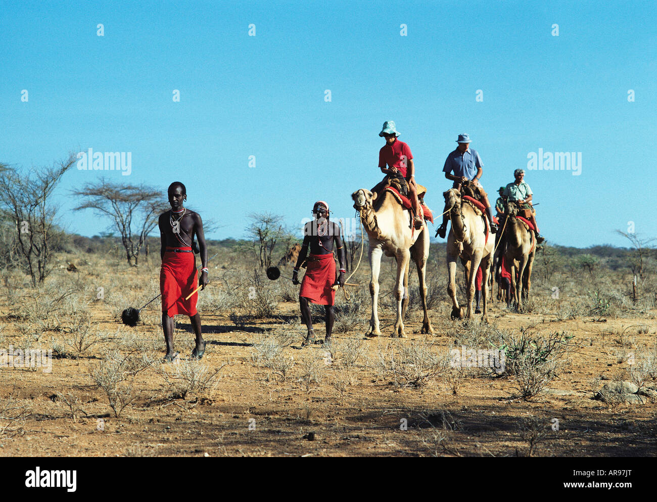Vier weiße kaukasische Kunden mit ihren Samburu-Guides auf einem Kamel trekking Safari im nördlichen Kenia in Ostafrika Stockfoto