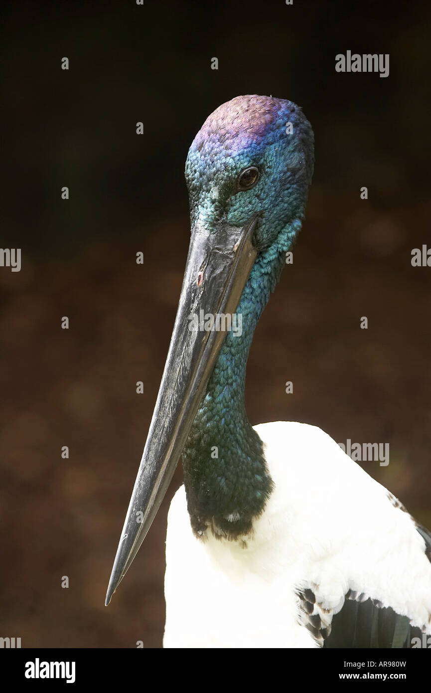 Schwarzhals Storch Nahrung Asiaticus Nord-Queensland-Australien Stockfoto