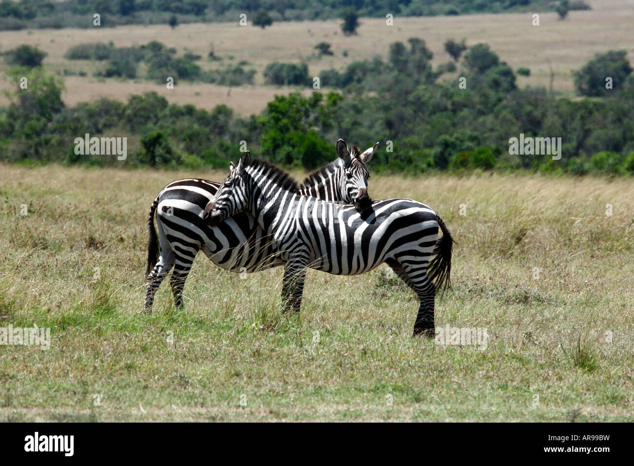 Burchells Zebras Geselligkeit Masai Mara Kenia Afrika Safari wilde Tiere Stockfoto