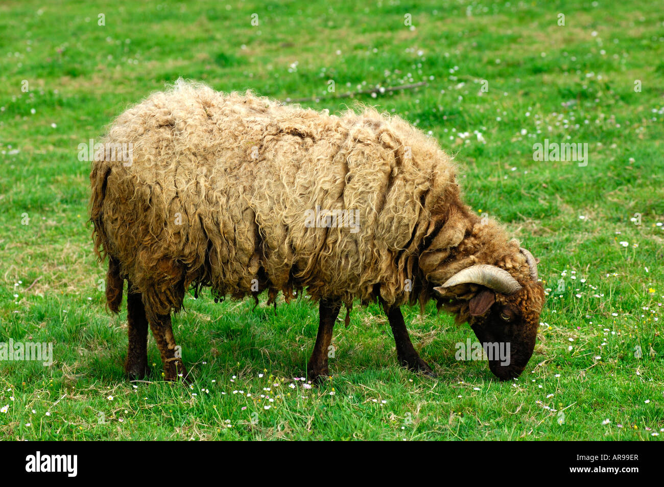 Gefährdete Arten Schweizer Schafe Rennen Roux du Valais Stockfoto
