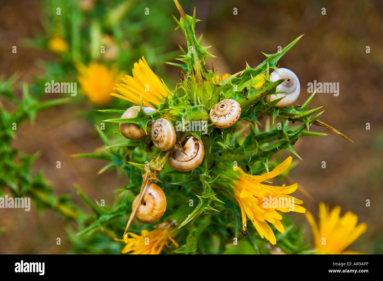 Pflanze Schnecken ernähren sich von den Blättern von einem blühenden Strauch in Methoni Messenien Peloponnes Griechenland Stockfoto