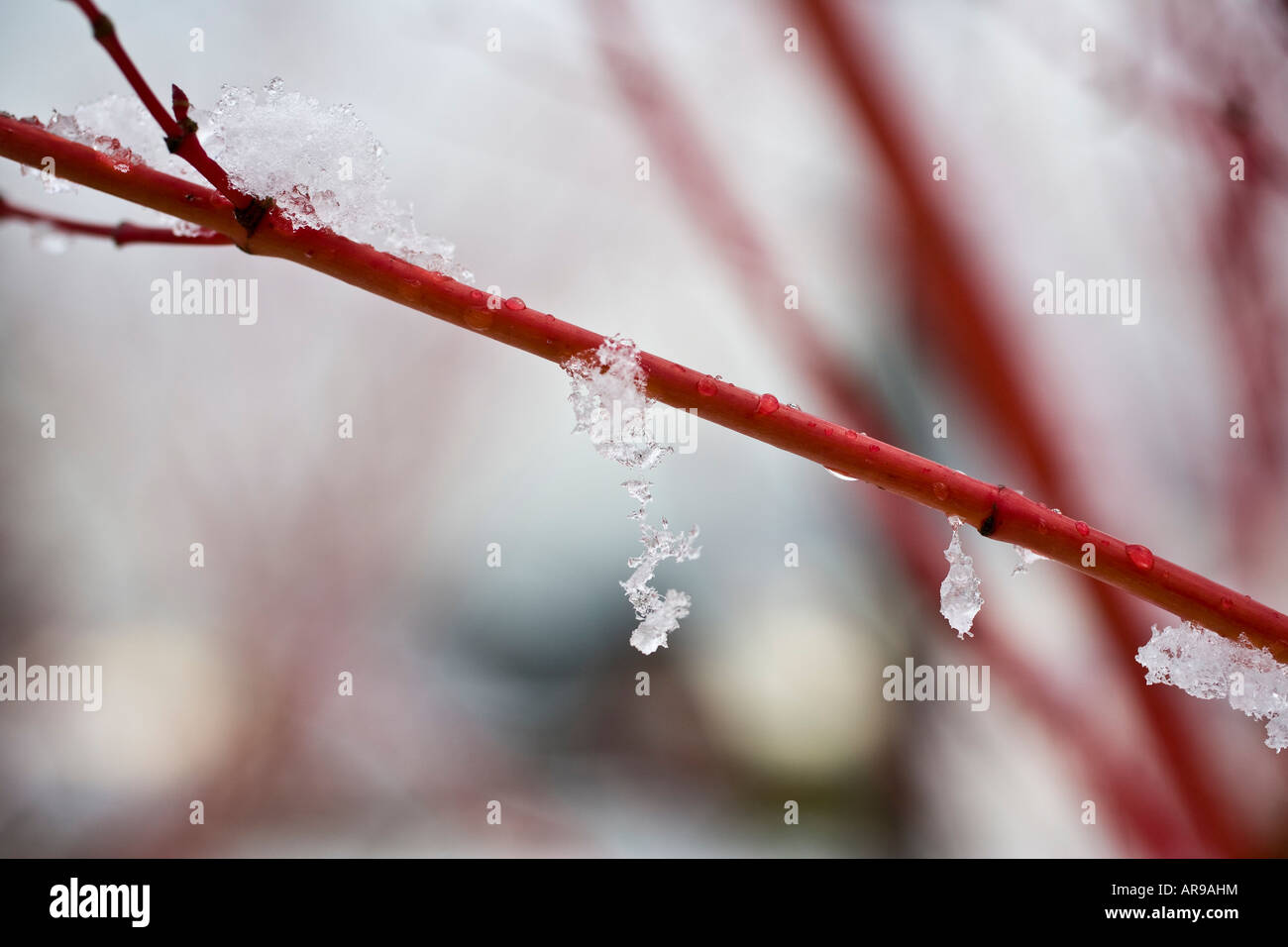 Schnee und Eis Kristalle hängen vom Zweig der Korallen Rinde Ahorn Baum Acer Palmatum Sango Kaku Seattle Washington Stockfoto