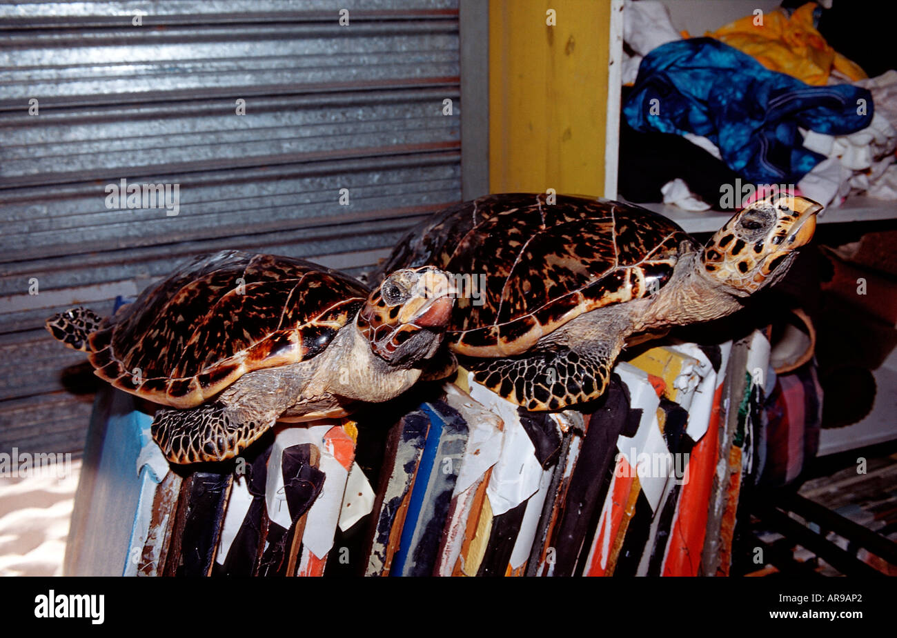 Zwei Meeresschildkröten als Souvenir Eretmochelys Imbricata Punta Cana Karibik Dominikanische Republik Stockfoto