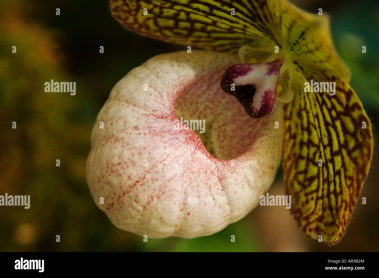 Paphiopedilum Fanaticum, ein Hybrid Lady Slipper Orchidee zwischen Malipoense und micranthum Stockfoto