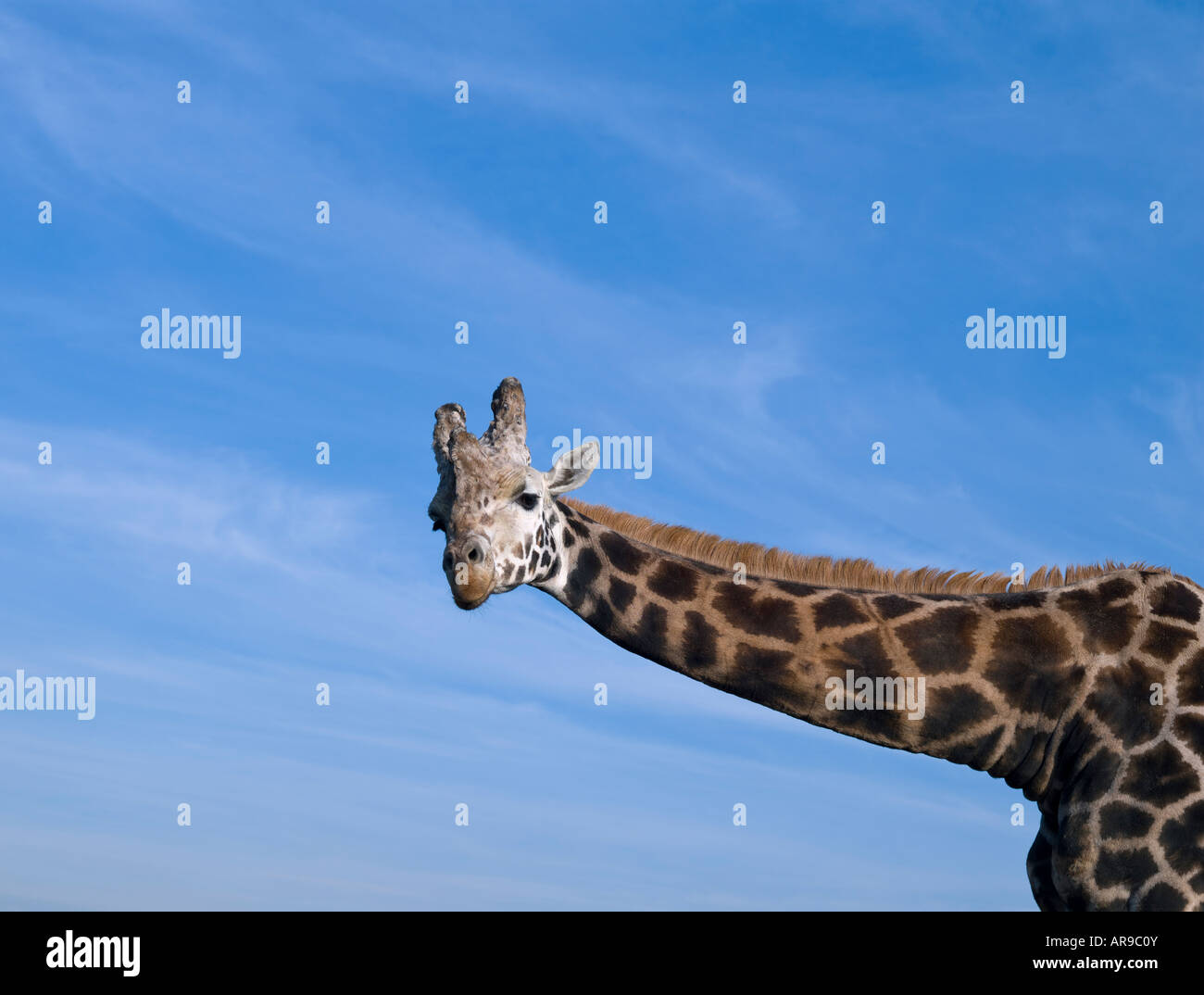 Giraffe Stockfoto
