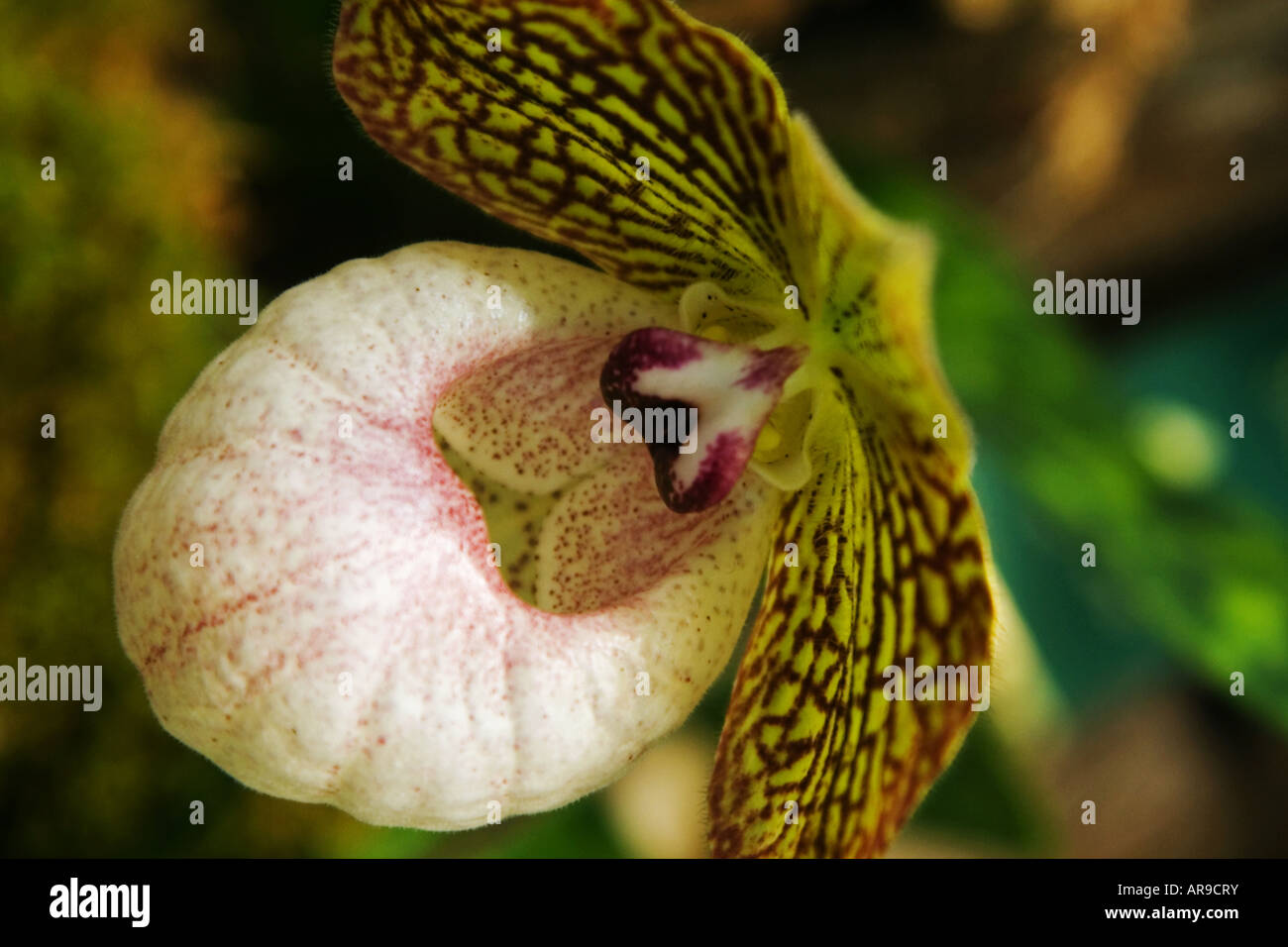 Paphiopedilum Fanaticum, ein Hybrid Lady Slipper Orchidee zwischen Malipoense und micranthum Stockfoto