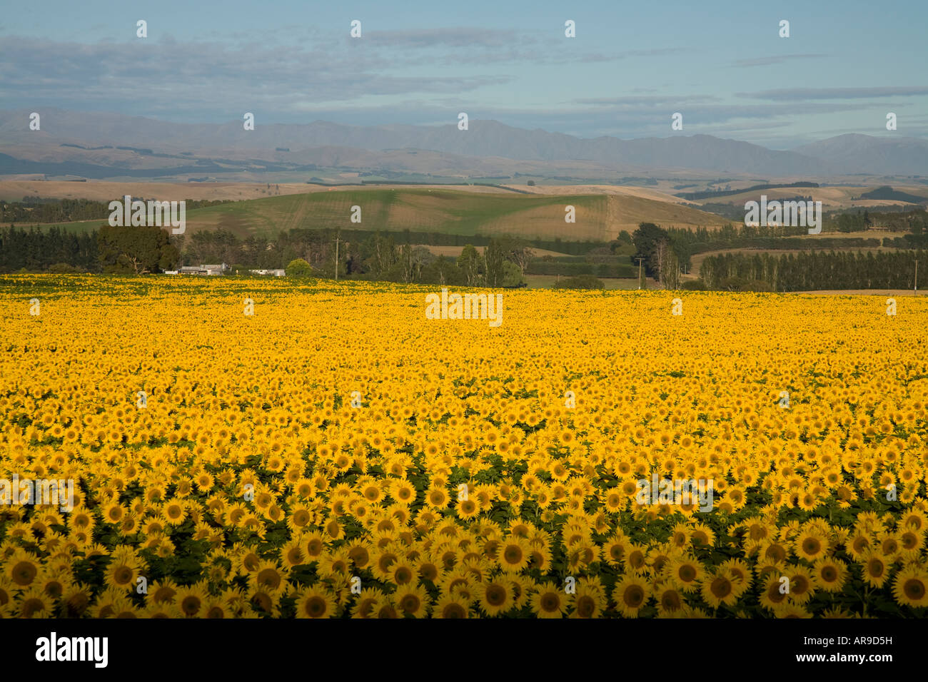 Unberührten Sonnenblumen Gruß die Morgensonne, Oamaru, Neuseeland Stockfoto