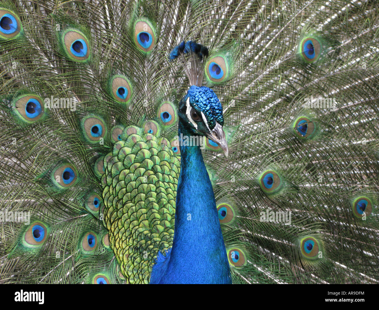 Die India Blue Peacock. Pavo Real. Männlicher Pfau, Pavo Cristatus, pavo Stockfoto