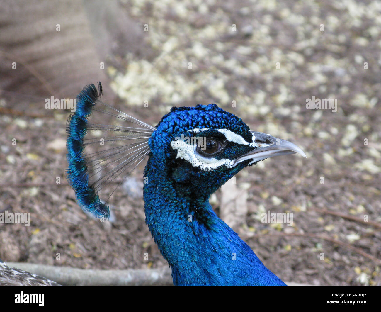 Die India Blue Peacock. Pavo Real. Männlicher Pfau, Pavo Cristatus, pavo Stockfoto