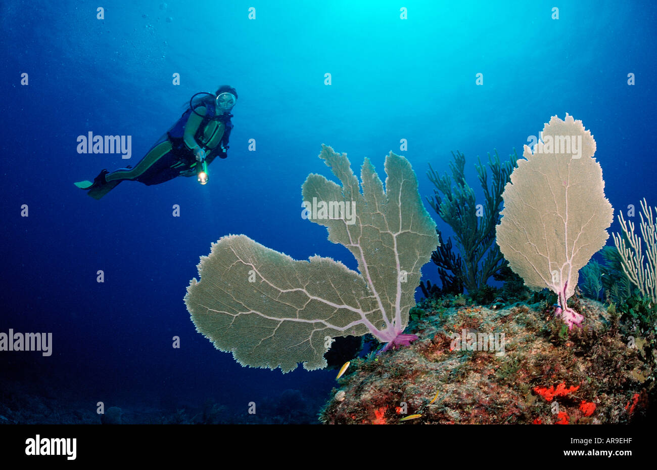 Korallenriff und Taucher Punta Cana Karibik Dominikanische Republik Stockfoto