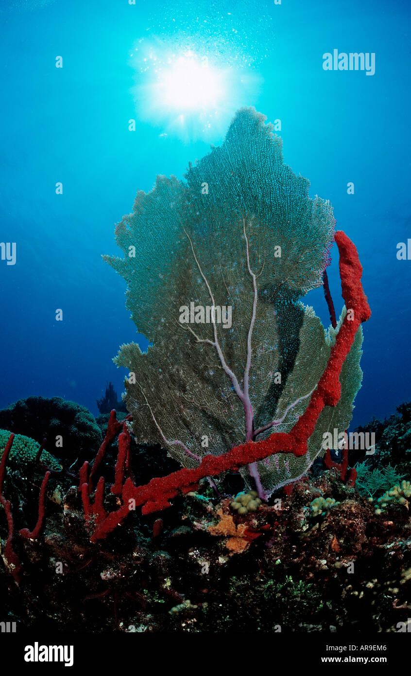 Karibische Korallenriff Punta Cana Karibik Dominikanische Republik Stockfoto