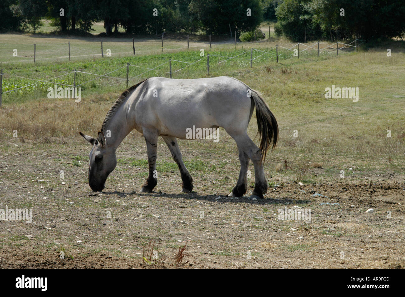 Traditionelle Poitevin Maultier Donkey Sanctuary. Asinerie du Baudet du Poitou in DampierreSur