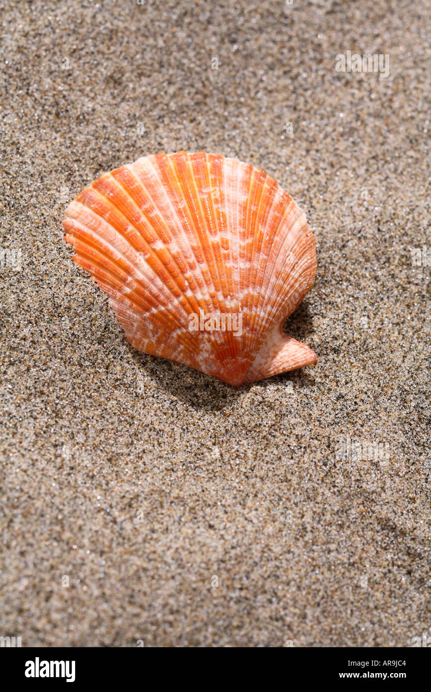 Muschel im Sand am Strand Stockfoto
