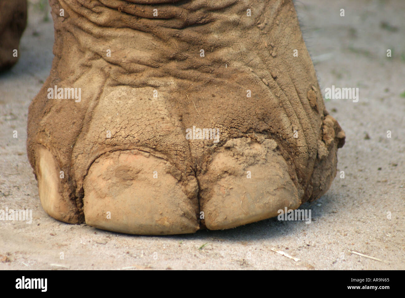 NAHAUFNAHME VON EINEM ELEFANTENFU / HUF Stockfotografie - Alamy
