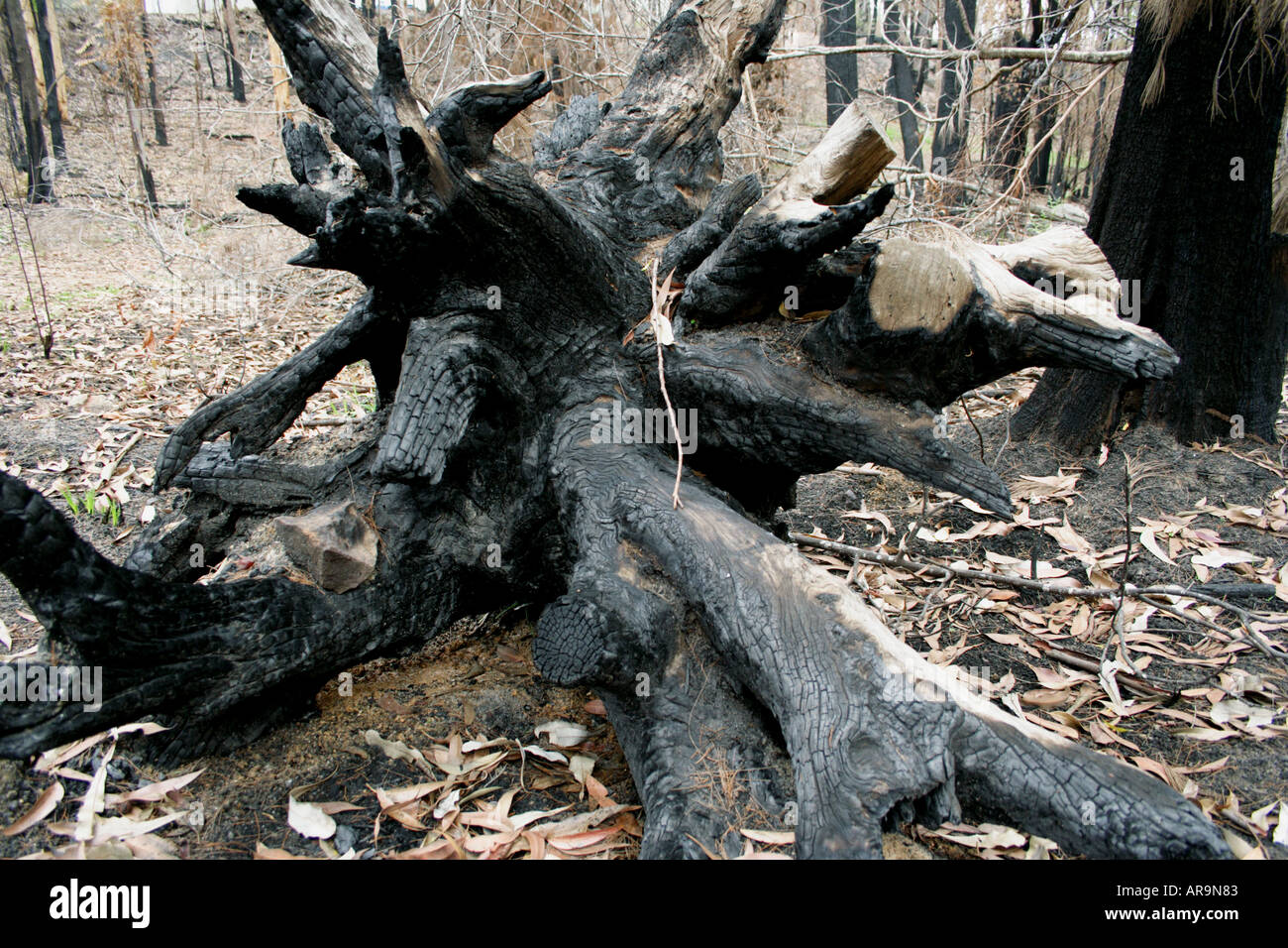 NEUES WACHSTUM NACH EINEM BUSCHFEUER-QUEENSLAND-AUSTRALIEN Stockfoto