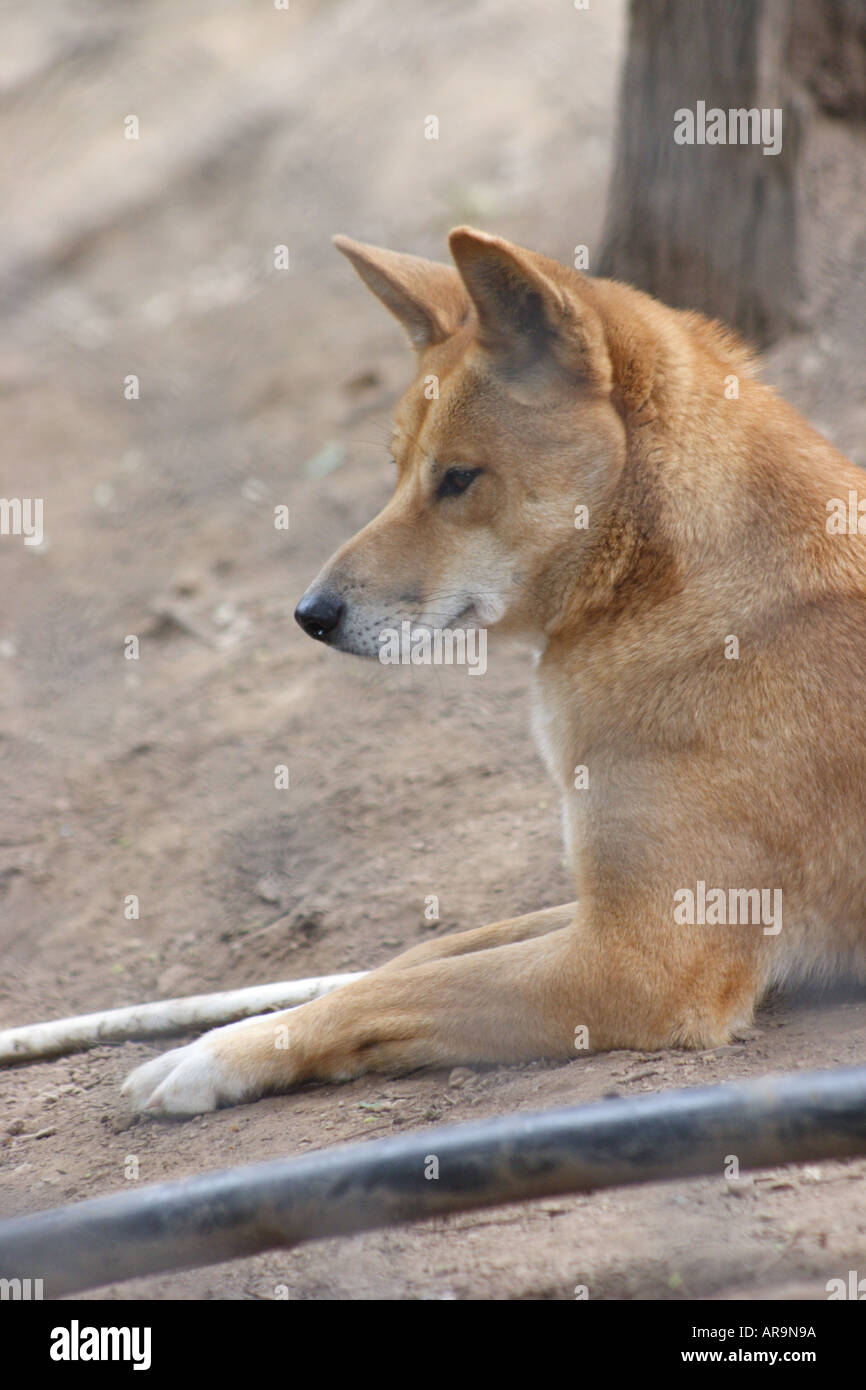 DINGOS IN EIN TIER THEMENPARK AUSTRALIEN BAPD2197 Stockfoto