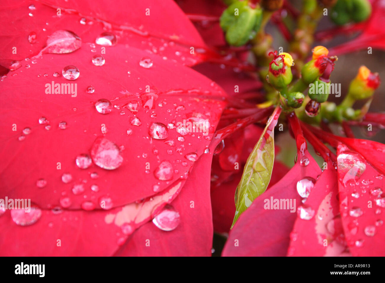 CLOSE UP WEIHNACHTSSTERN BLATT Stockfoto