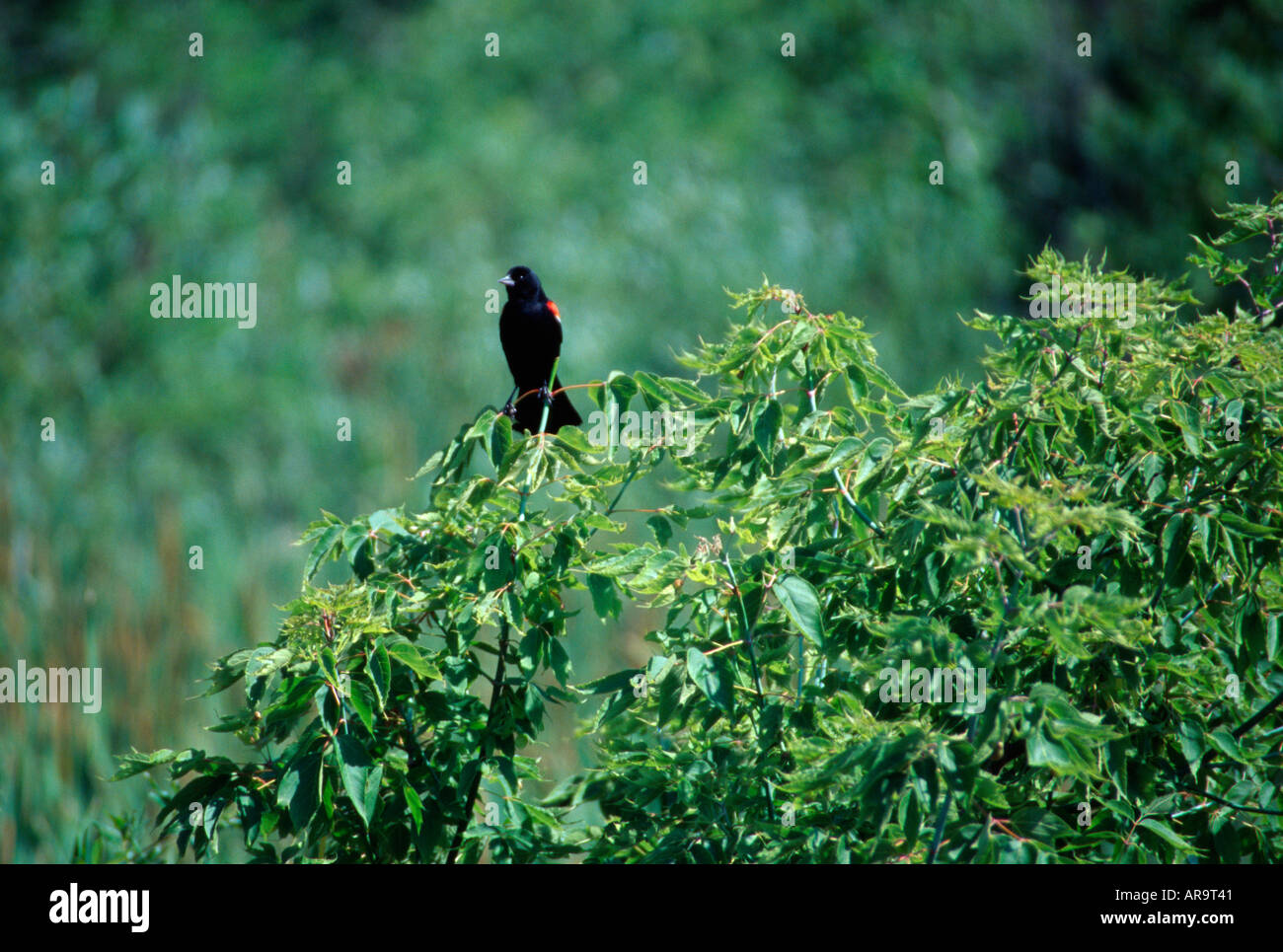 Redwinged Blackbird thront auf dunkelgrünem Laub Stockfoto