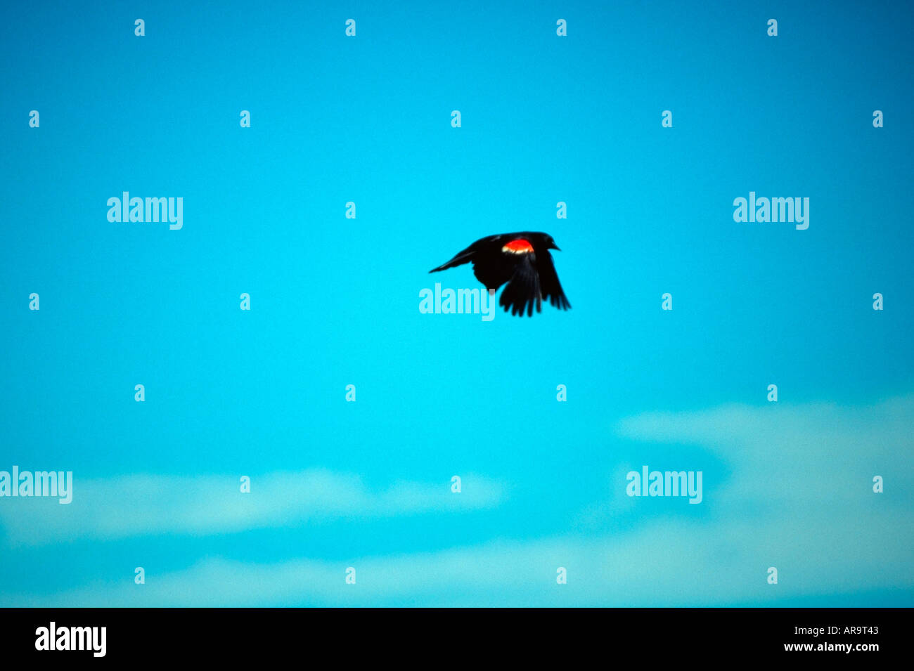 Redwinged Amsel im Flug gegen blauen Himmel Stockfoto
