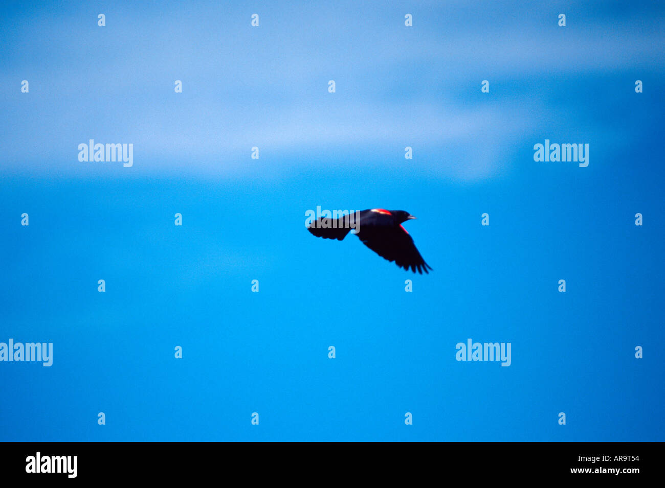 Blackbird, Agelaius phoeniceus Redwinged im Flug gegen den blauen Himmel Stockfoto