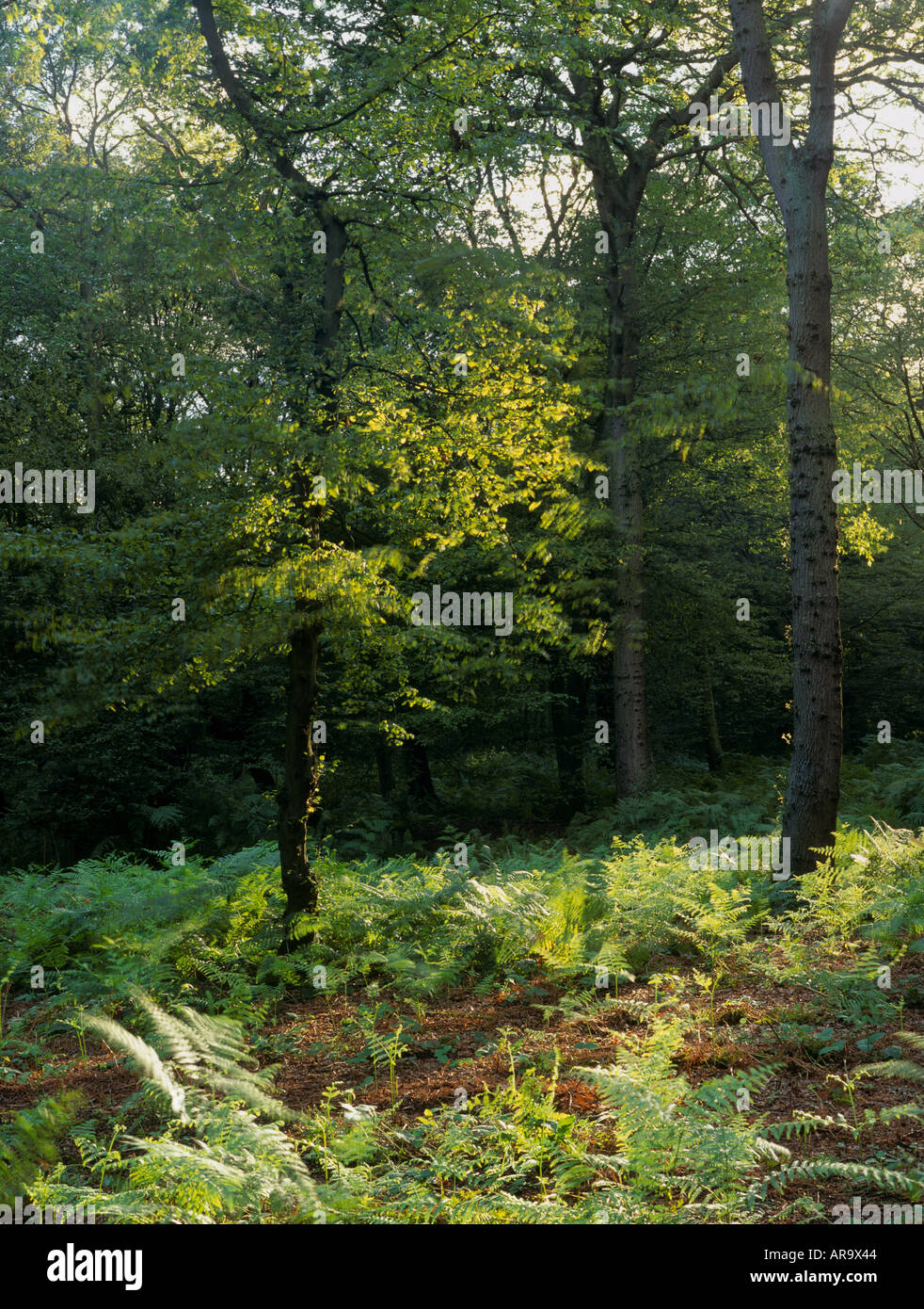 Hainault Forest SSSI, alten Semi Naturwald mit Eiche, Essex, England Stockfoto