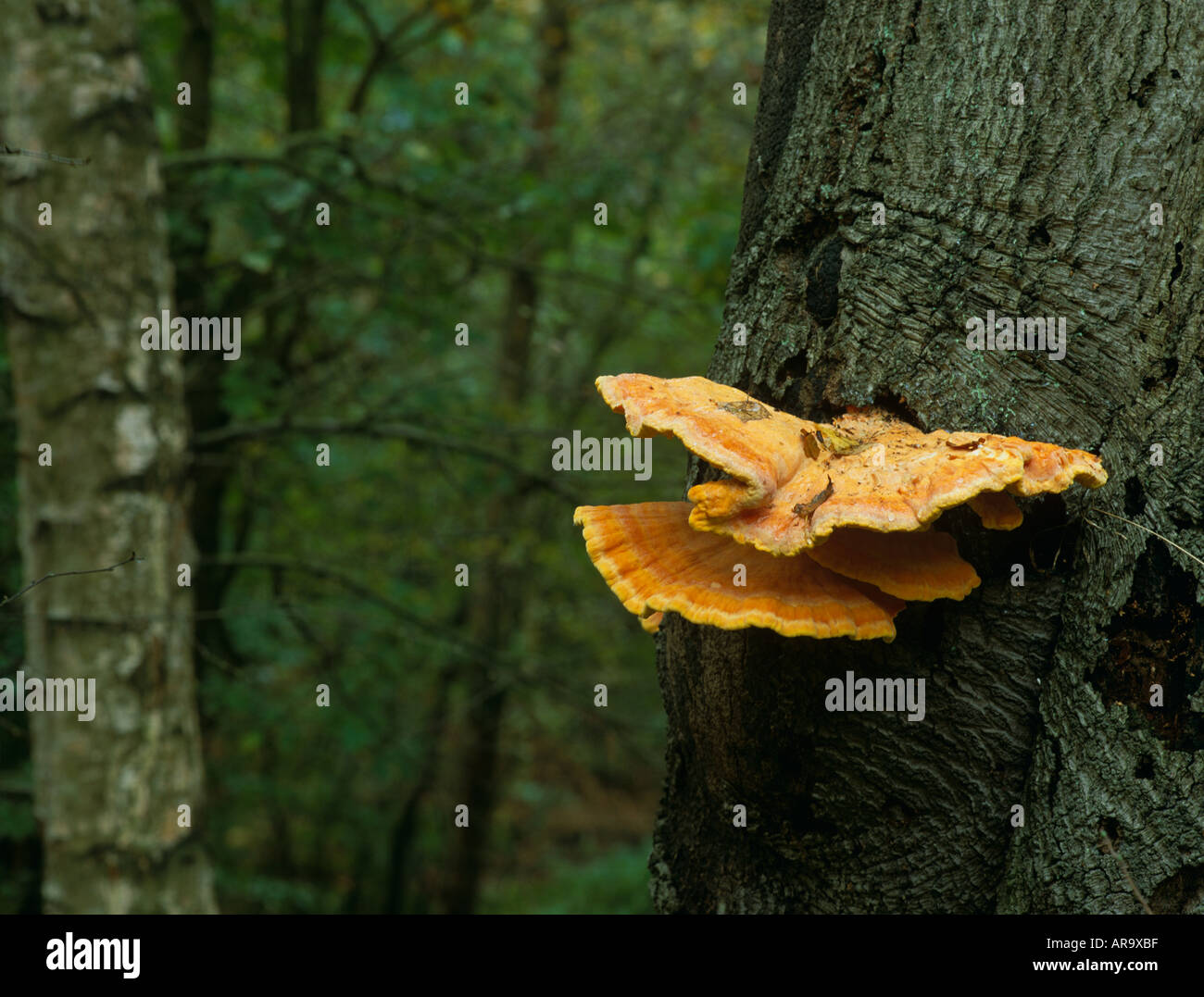 "Huhn in den Wäldern" Pilz/Schwefel Polypore (Laetiporus Cincinnatus) am Strand Baum, Epping Forest, London, England Stockfoto