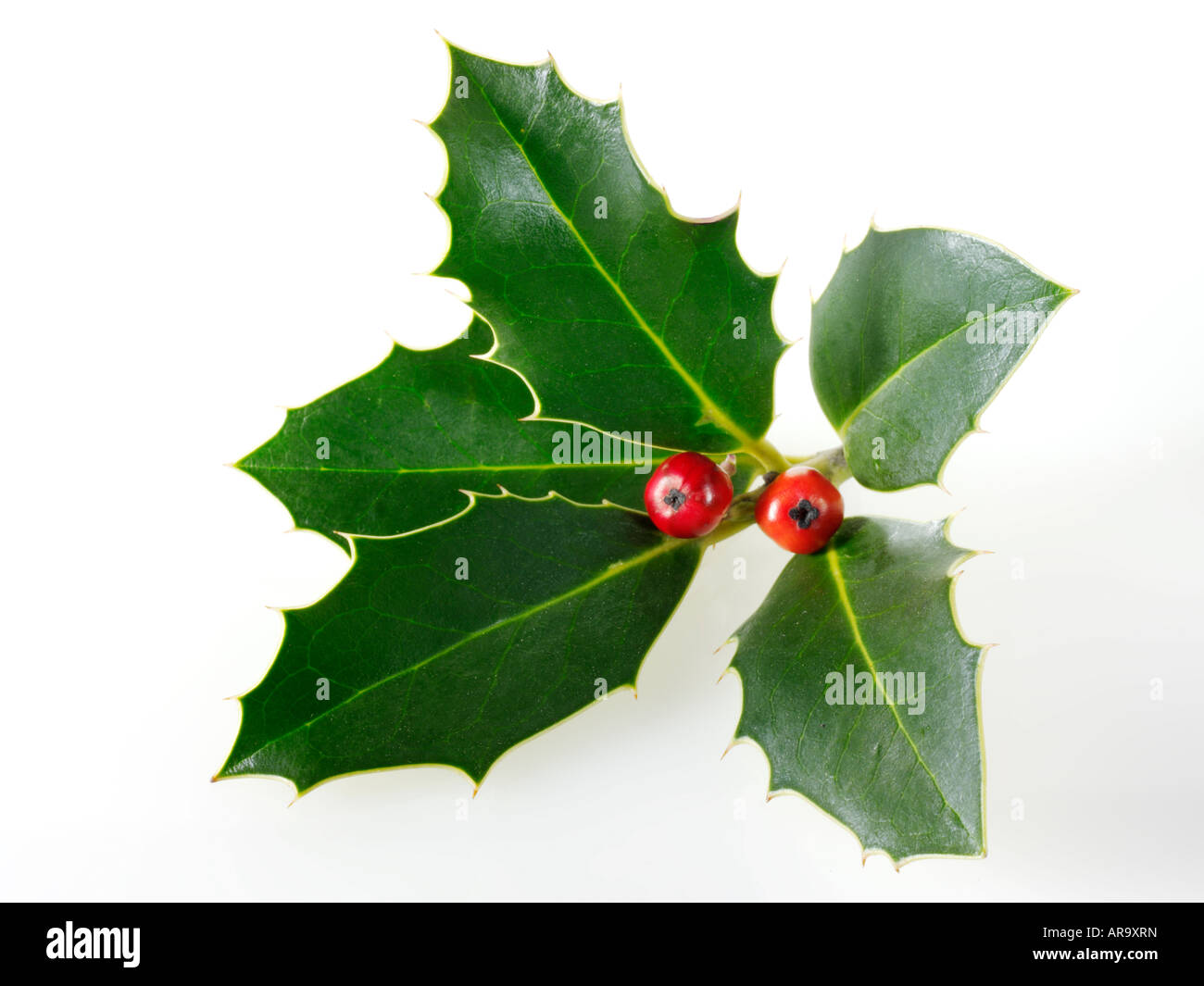 festliche Weihnachten Stechpalme mit Beeren vor einem weißen Hintergrund Stockfoto