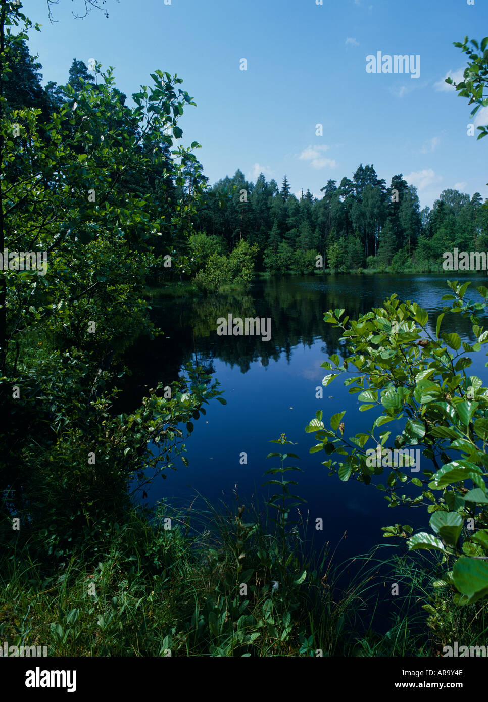Erlen (Alnus Glutinosa) Carr See eiszeitlichen Wasserkocher Loch, Wigierski Nationalpark, Nord-Ost-Polen, Europa Stockfoto