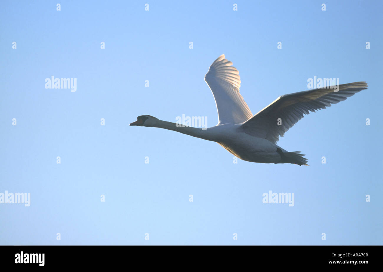 Höckerschwan "Cygnus Olor" im Flug gegen blauen Himmel Stockfoto