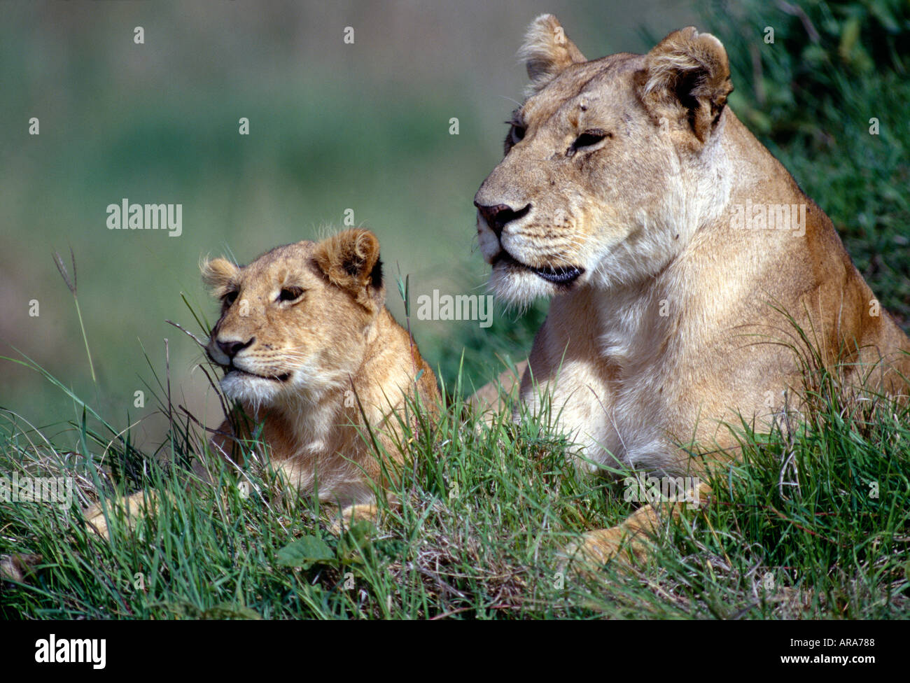 Löwin und Cub Masai Mara Nationalpark Stockfoto