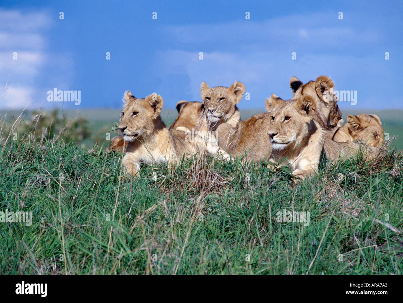 Junge Löwen Masai Mara Nationalpark Kenia Stockfoto