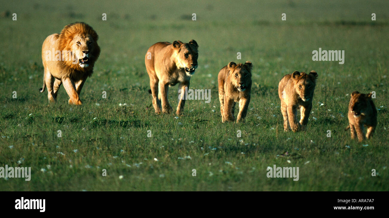 Löwenfamilie zu Fuß auf Savannah Masai Mara Nationalpark Kenia Stockfoto