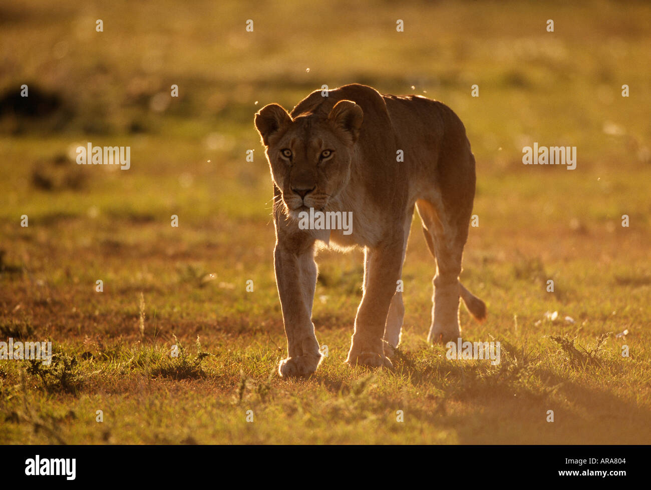 Löwin, die zu Fuß in Richtung Kamera Masai Mara Nationalpark Kenia Stockfoto