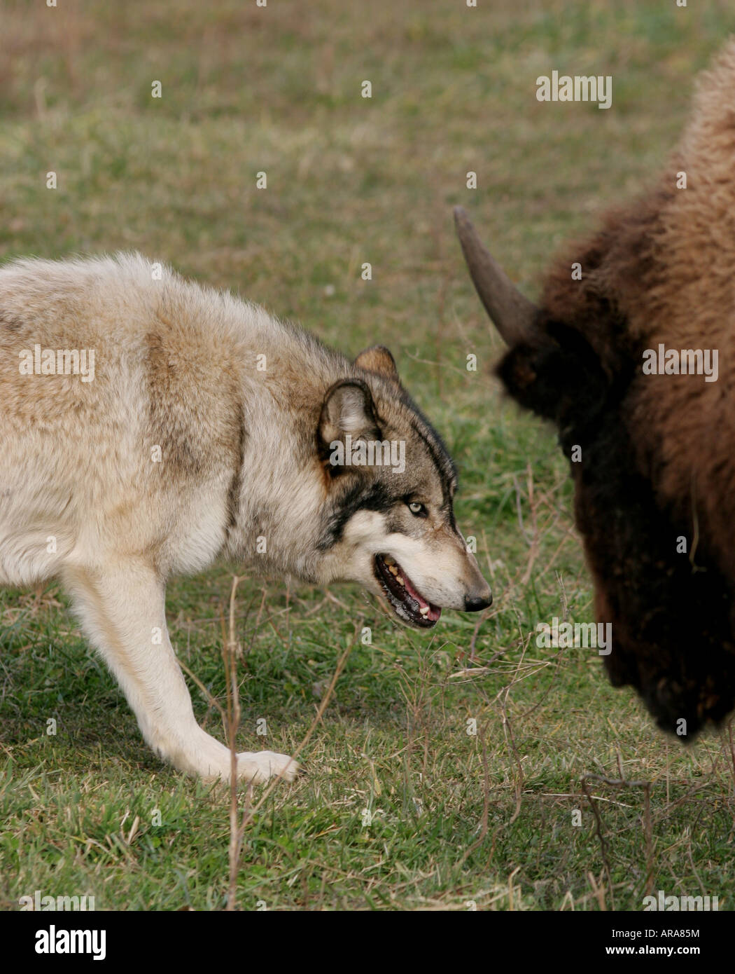 Grauer WolfBisonBüffelWolf park indiana Stockfotografie Alamy
