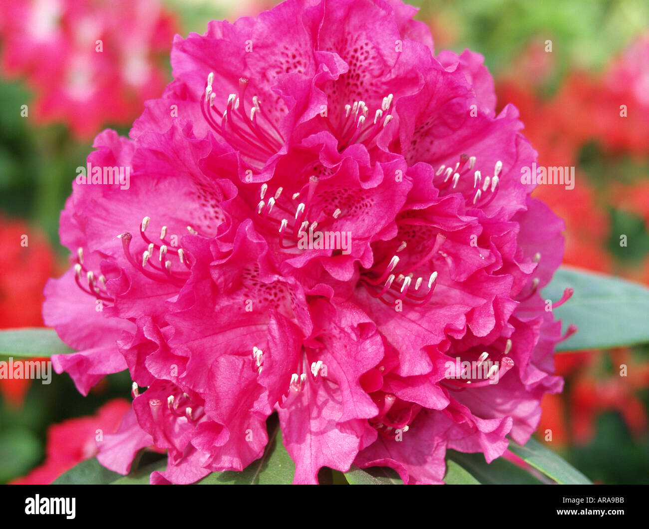 Rhododendron-sp Stockfoto