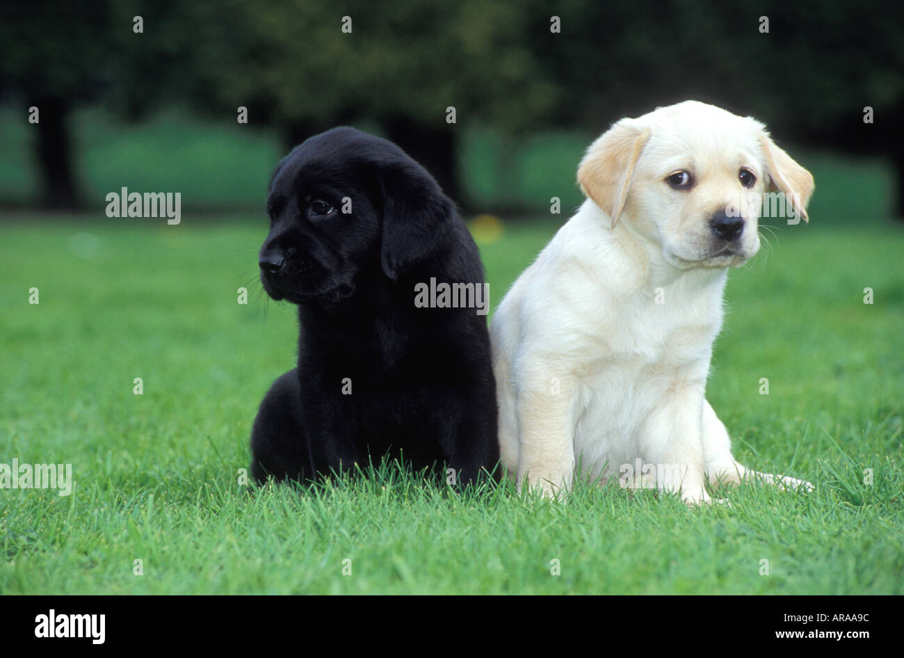 Schwarze Labrador und Golden Labrador zusammensitzen, England. Stockfoto