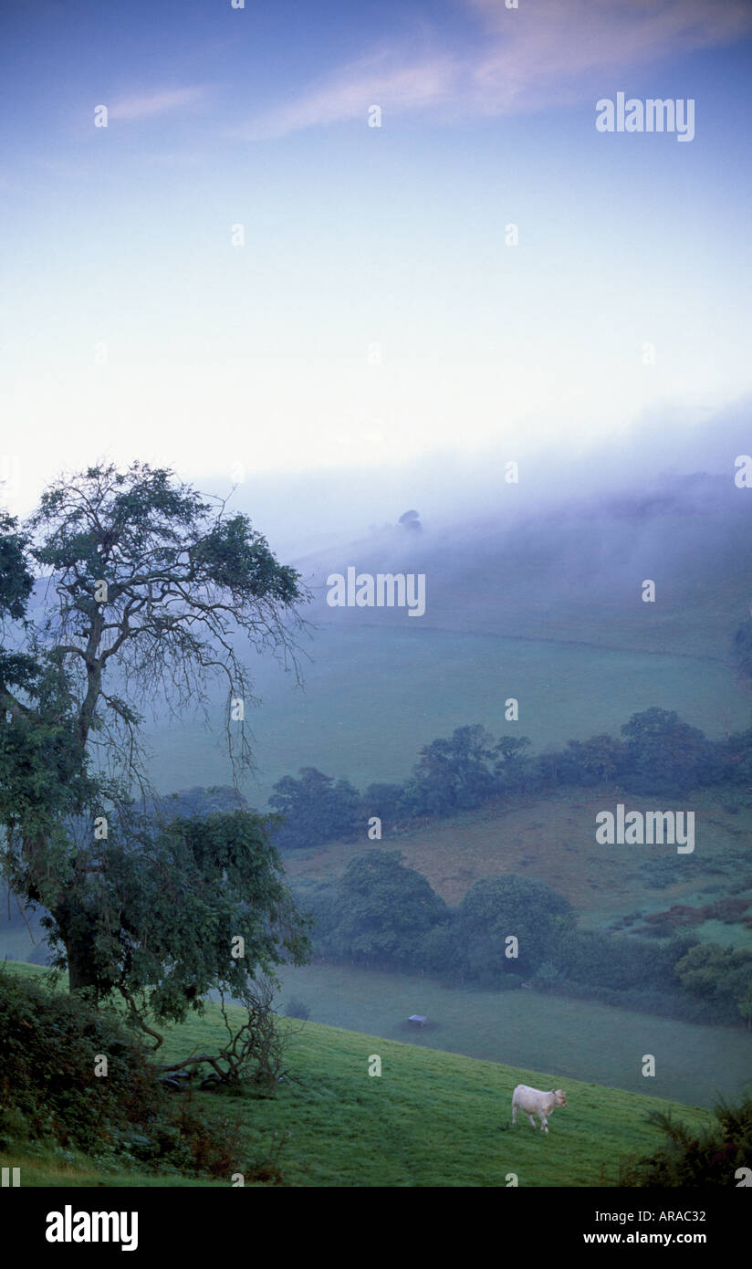 Nebelverhangenen Ackerland in der Nähe von Brixham Devon im Morgengrauen Stockfoto