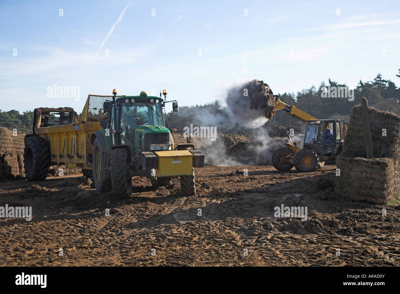 Dampfende Schweinegülle verladen auf Anhänger Stockfoto