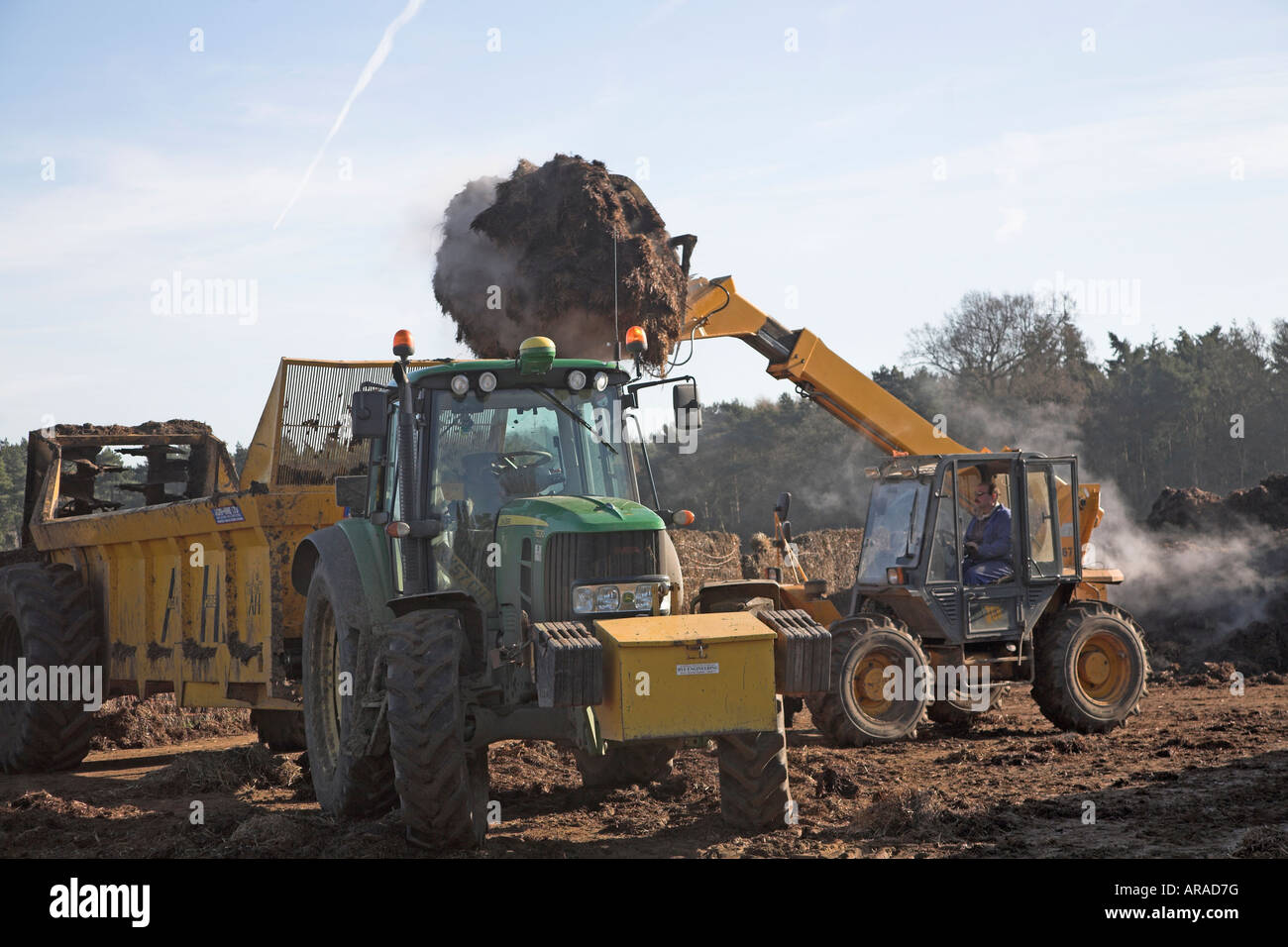 Dampfende Schweinegülle verladen auf Anhänger Stockfoto