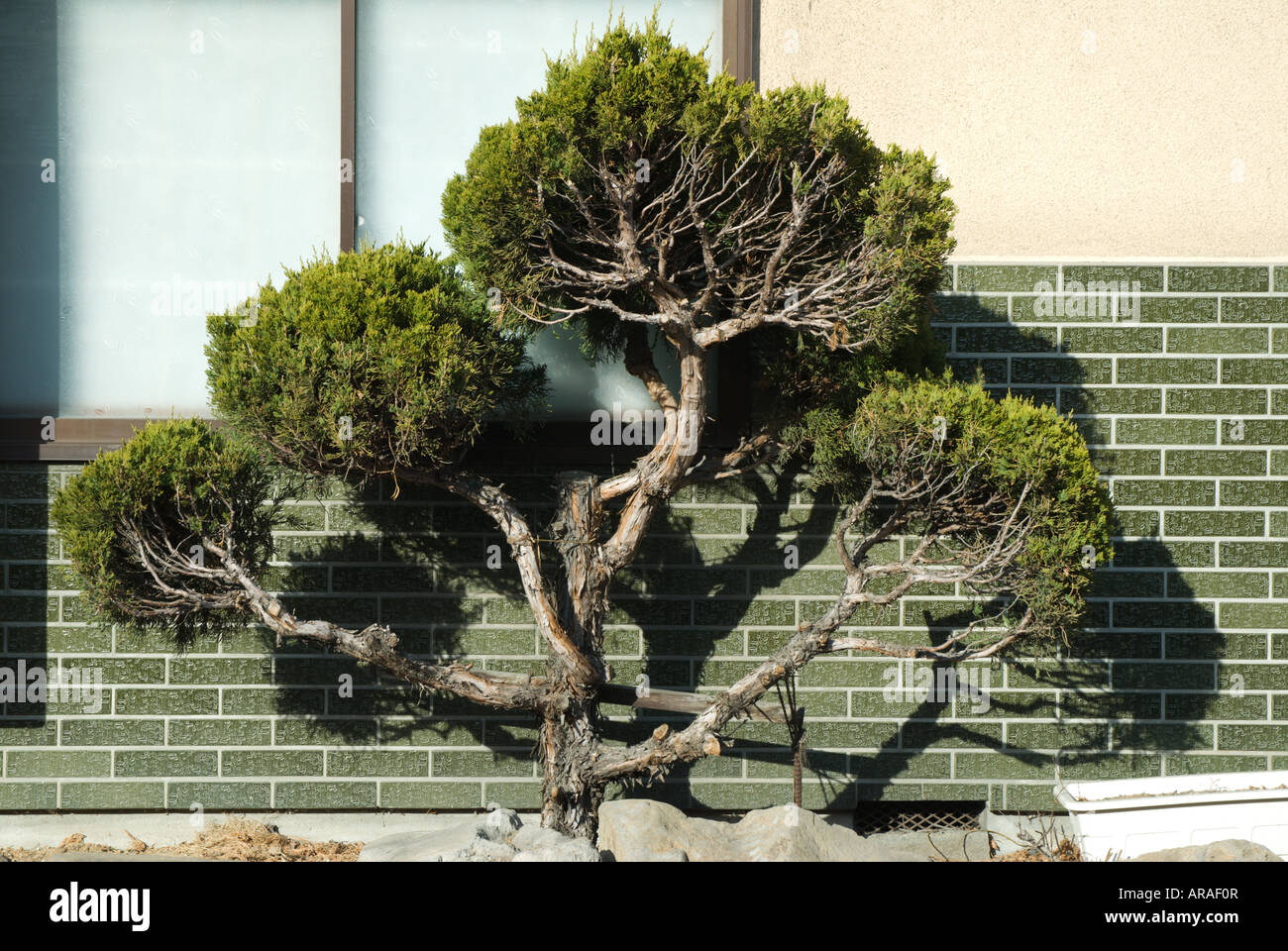 Bonsai garten -Fotos und -Bildmaterial in hoher Auflsung  Alamy