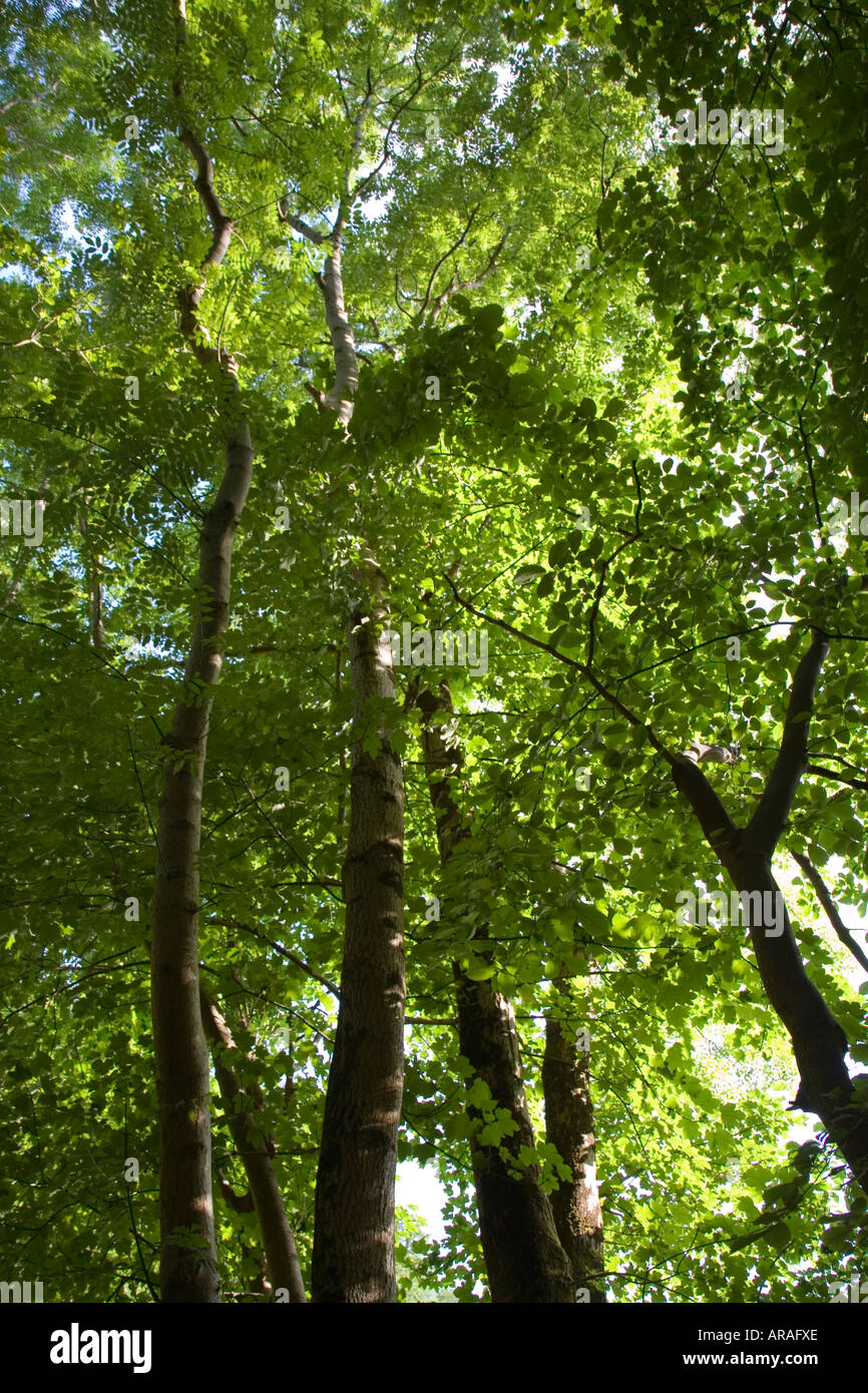 Blätter und Zweige in gemischten Hartholz Baumkronen einschließlich Buche Bäume in der Nähe von Dollgellau Nord Wales UK Stockfoto