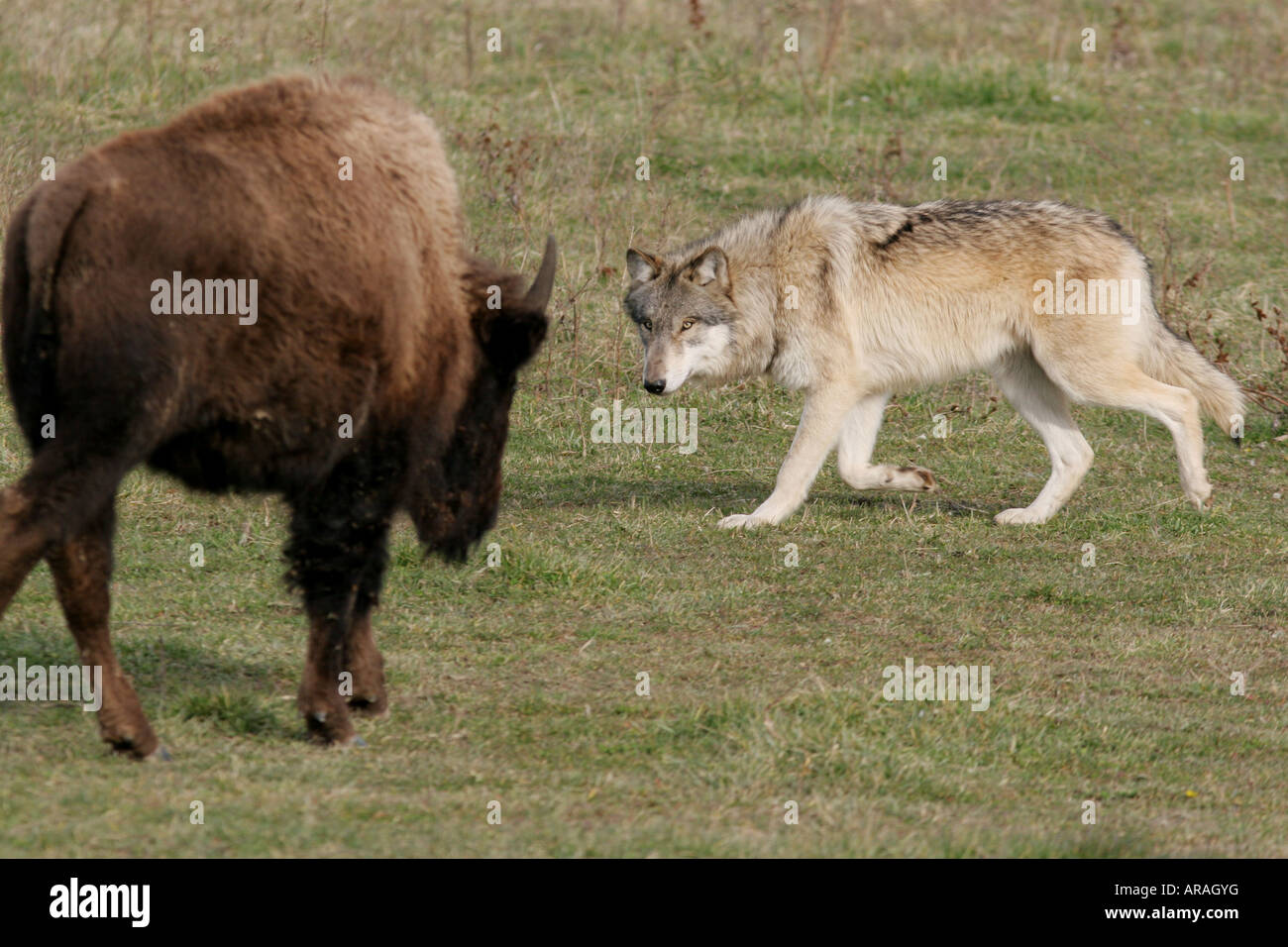 Grauer WolfBisonBüffelWolf park indiana Stockfotografie Alamy