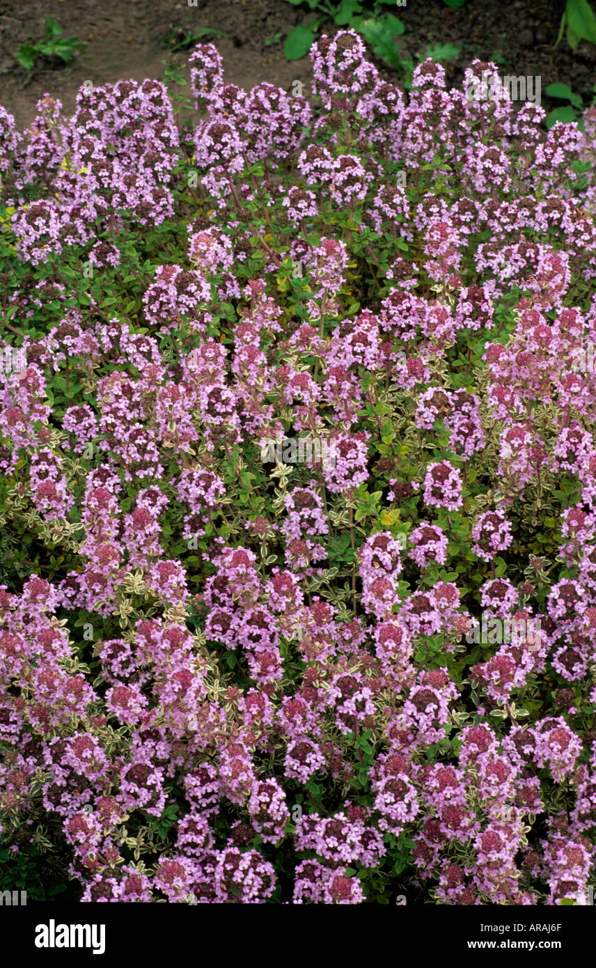 Thymus Vulgaris 'Silver Posie', Thymian, Kräuter, aromatische Gartenpflanze Blattern Stockfoto