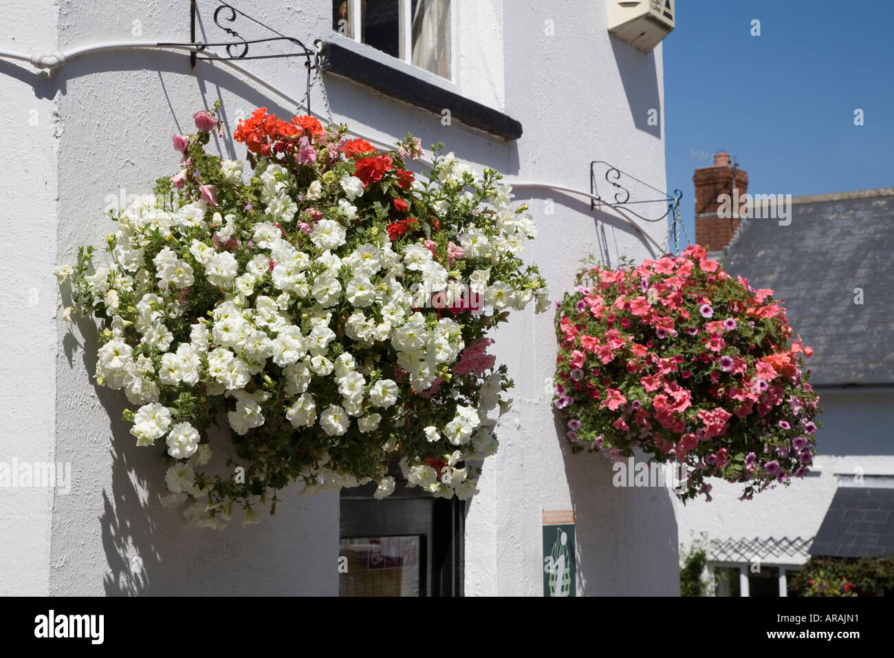 Ampeln Petunia und Begonien Blumen Wales UK Stockfoto