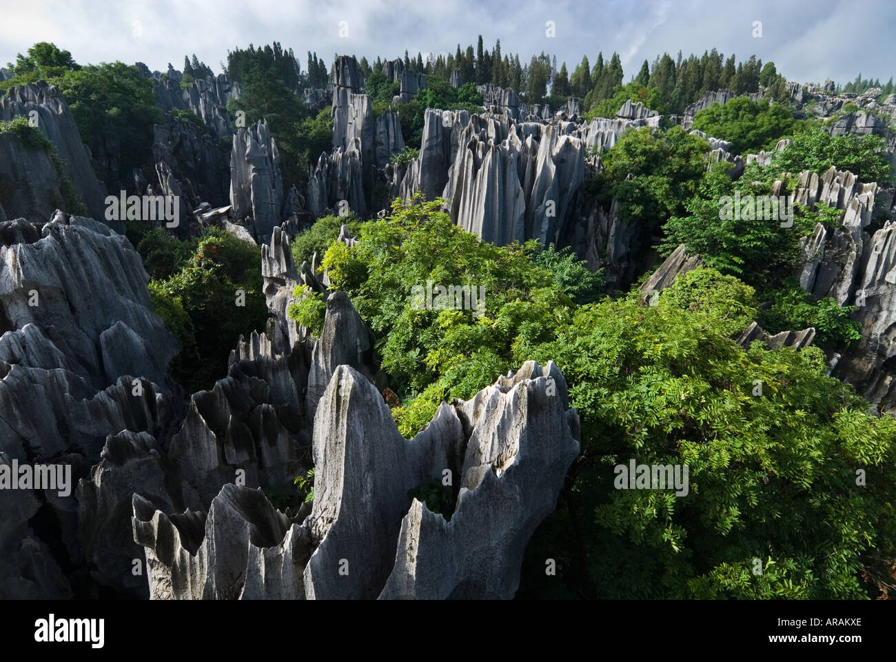 Durch Wasser erodiert über Millionen von Jahren bilden hoch aufragenden Limesone Karstformationen Stein Wald Shilin Provinz Yunnan China Stockfoto