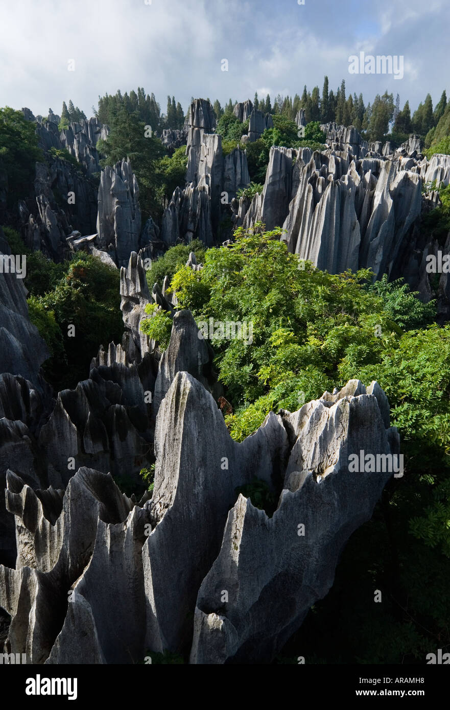 Durch Wasser erodiert über Millionen von Jahren bilden hoch aufragenden Limesone Karstformationen Stein Wald Shilin Provinz Yunnan China Stockfoto